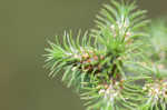 Hairy umbrella sedge